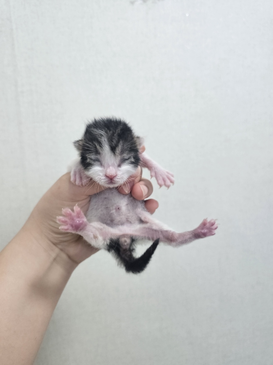 [고양이] 한국 고양이 경북-포항-2024-01003 유기동물 배경 이미지 입니다.
